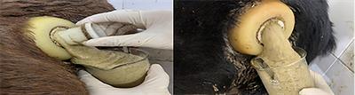 Recent advances in research in the rumen bloat of ruminant animals fed high-concentrate diets